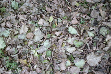 autumn green and brown leaves