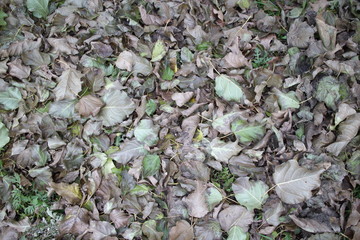 autumn green and brown leaves