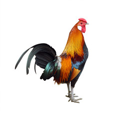  multi-colored rooster on white background. isolated image