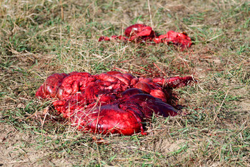 Luder neben einem Jägerstand