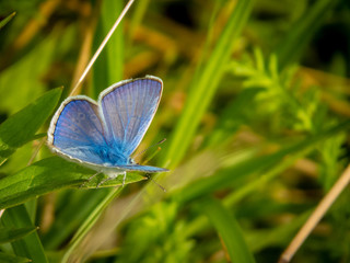 Blue butterfly on green grass
