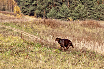 Dog breed chocolate brown labrador  running on the field in autumn. Coursing
