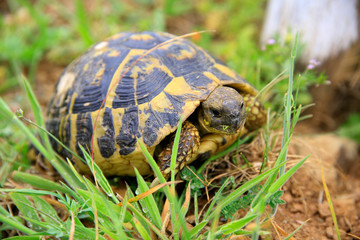 Griechische Landschildkröte (Testudo hermanni) 