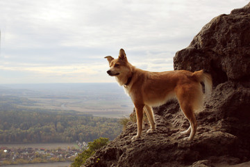 Hund auf dem Staffelberg