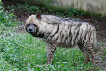 Streifenhyäne (Hyaena hyaena)