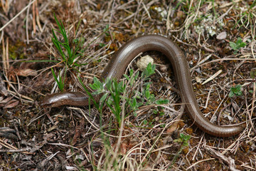 Blindschleiche (Anguis fragilis)