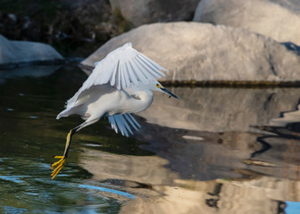 Snowy Egret (Egretta thula) With a Small Catch in Flight