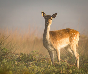 Fallow Deer in bracken on a misty morning (Dama dama) - 234699090