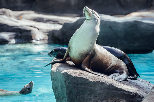 Seal on stone in zoo