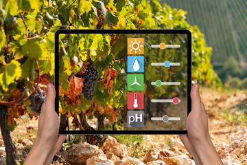 A farmer is holding a tablet on the background of a vineyard. Smart farming and digital agriculture concept