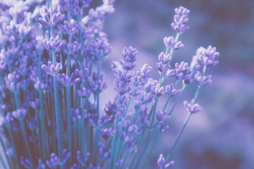 Beautiful violet wild Lavender backdrop meadow close up. French Provence field of purple lavandula herbs blooming.