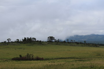 Obraz premium Berge, Wälder, Wiesen, Grün, Landschaft, Südafrika, Panorama Route, Drakensberge