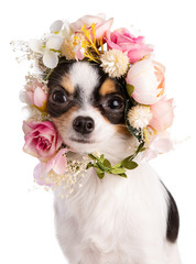 Chihuahua with a wreath of white and pink flowers