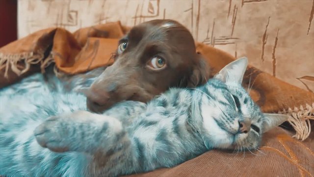 cat and a dog are sleeping together funny video. lifestyle cat and dog friendship indoors . pets friendship and love cat and dog