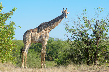 Giraffe (Giraffa camelopardalis), eating leaves from tree, Kruger National Park, South Africa