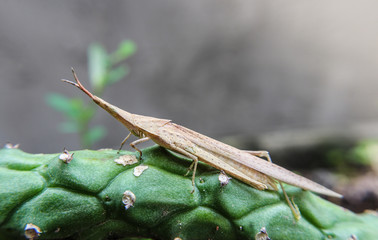 Slant - faced Grasshopper in nature