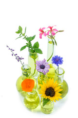 plants in test tube and flask with medicinal flowers in against white background