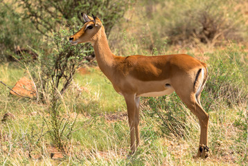 Antilope