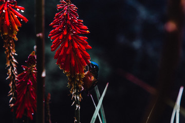 Kolibri saugt Nektar an einer tropischen roten Pflanze in Kolumbien im Regenwald