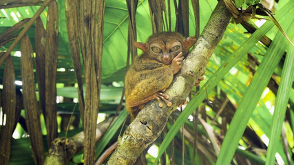 Tarsier on the tree. Tarsier sitting on a branch with green leaves, the smallest primate Carlito syrichta. Tarsier in natural living environment. Bohol island, Philippines.