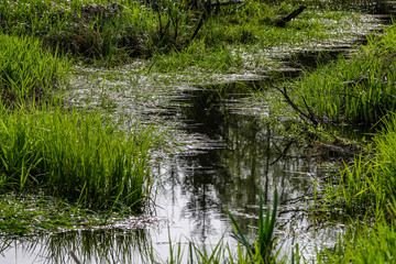 natural body of water. pond with reflections