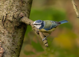 blue tit on branch