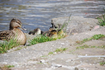 stockente mit kleinen küken entchen am steinigen flussufer