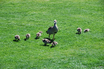 Nilgans mit Küken als Familie auf Wiese in Stadt am Fluss