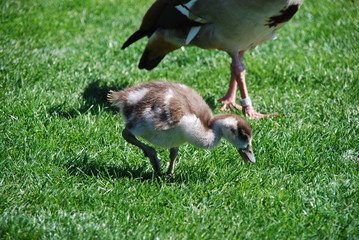 Nilgans mit Küken als Familie auf Wiese in Stadt am Fluss