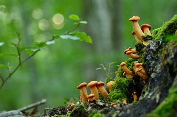 the home of the elves