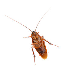 Cockroach  on a white background