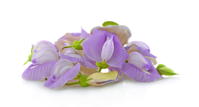 Clitoria ternatea or Aparajita flower isolated on white background