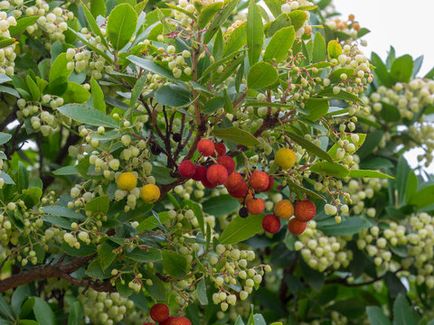 Arbustus unedo - L'arbousier commun ou arbre &agrave; fraises avec des rameaux remplis de feuilles, fleurs et  arbouses
