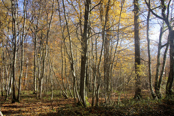le bois en automne