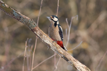 Obraz premium Great spotted woodpecker sits on an oak branch with a flaky bark covered with lichen (sunny day).