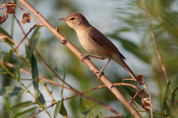 Marsh warbler sits on a thin branch of a weeping willow growing in a meadow.