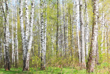 Fototapeta premium Young birch with black and white birch bark in spring in birch grove against the background of other birches