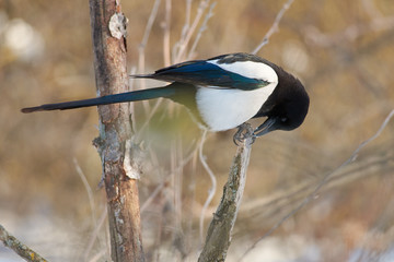 Eurasian magpie sits on a branch and gnaws something that is clamped in its claws.