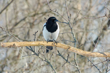 Eurasian magpie sits on a dry oak branch and looks around for food.