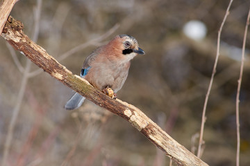 Eurasian jay sits on a dry oak branch with peanuts in its claws.