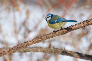 Blue tit sits half-turned on a branch of larch under the spring sun.