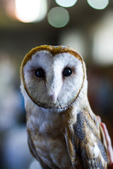 Owl 