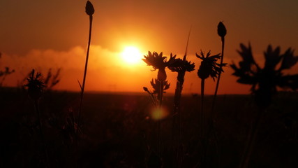 silhouette of a flower at sunset