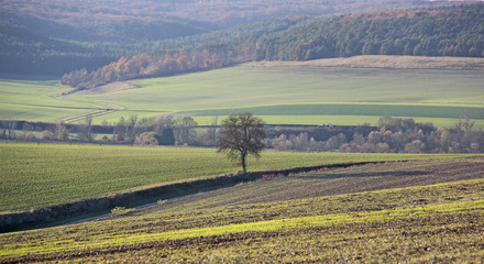 brume sur la campagne