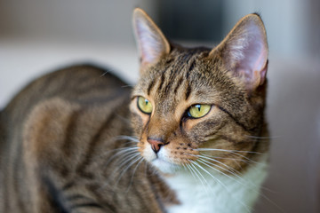 domestic cat in natural environment