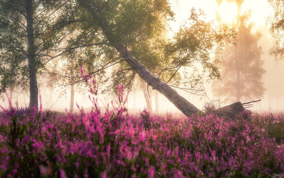 L&uuml;neburger Heide - Heidekraut und Nebel (farbig pink) #2