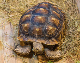Large turtles lying on the ground.