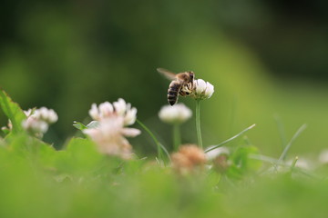 bee on flower
