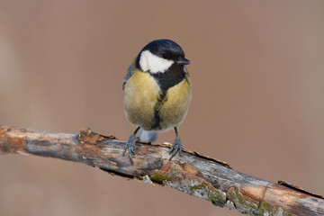 Great tit sits on a branch with flaky bark very close (each feather is visible).