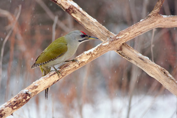 Grey-headed woodpecker sits on crossed dry oak branches in a forest park (it is snowing).